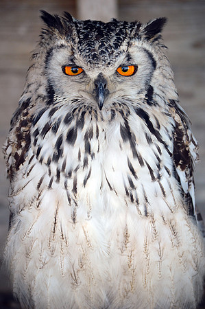 Rock eagle owl