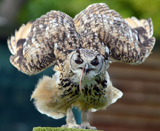 Rock eagle owl