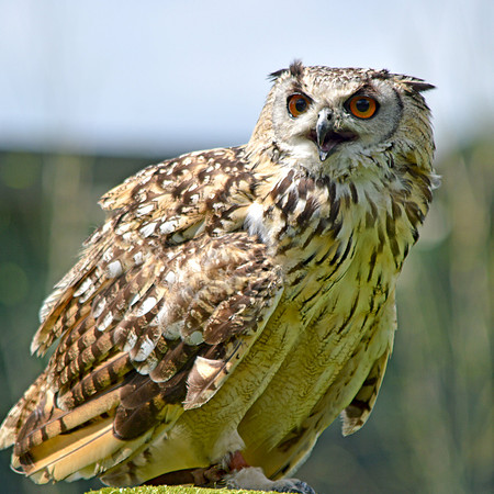 Rock eagle owl
