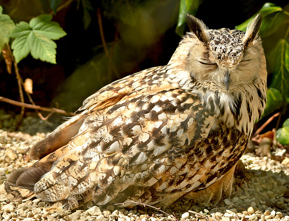 Rock eagle owl
