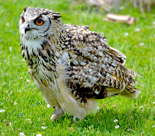 Rock eagle owl