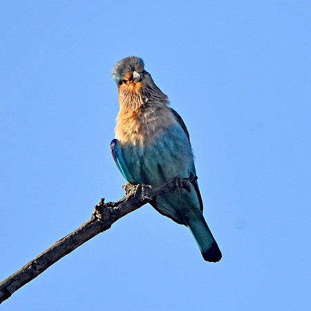 Indian Roller