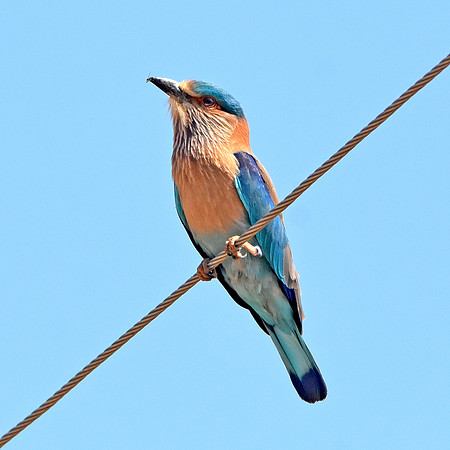 Indian Roller