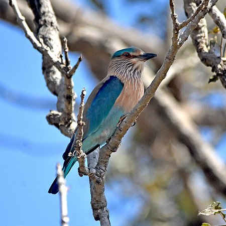 Indian Roller