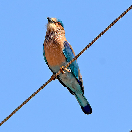 Indian Roller