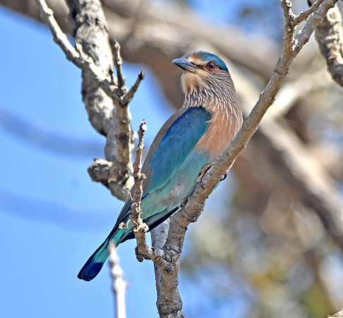 Indian Roller