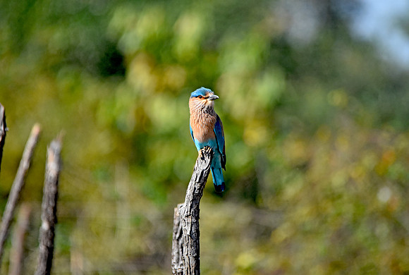 Indian Roller