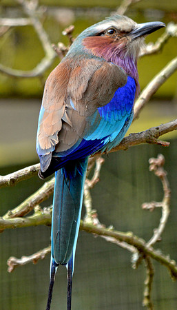 Lilac breasted roller