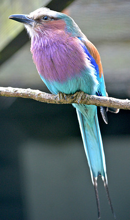 Lilac breasted roller