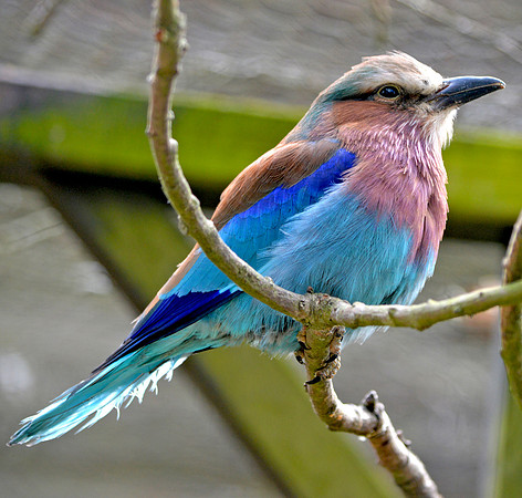 Lilac breasted roller