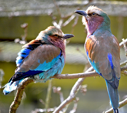 Lilac breasted roller