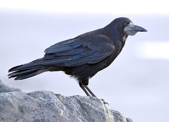 Rook
