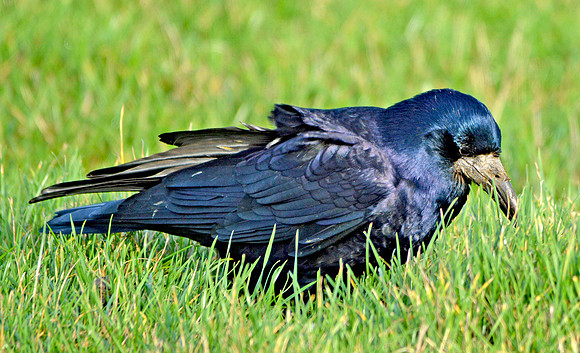 Rook