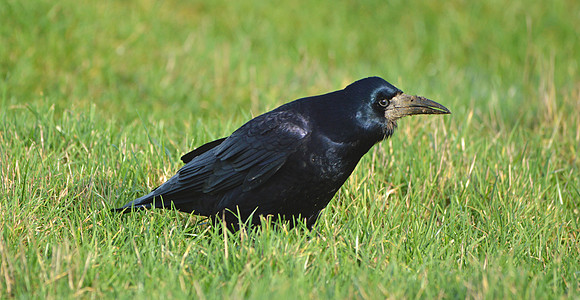 Rook