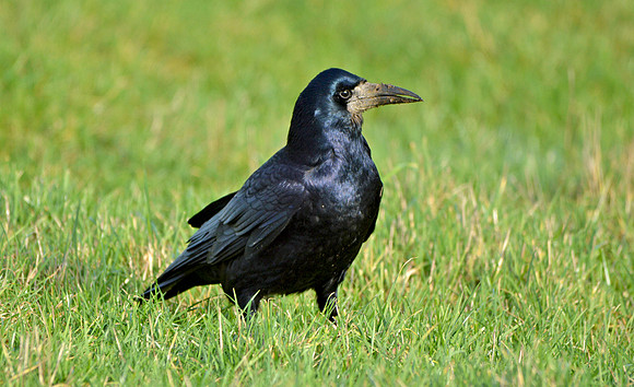 Rook