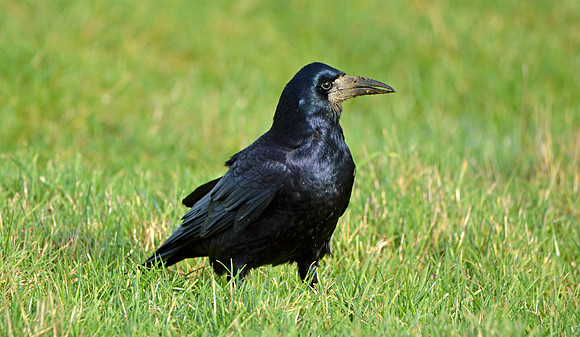 Rook