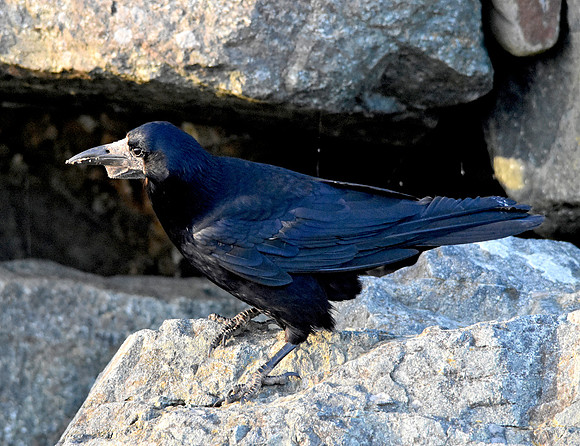 Rook