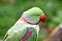 Rose ringed parakeet