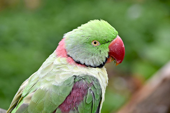 Rose ringed parakeet