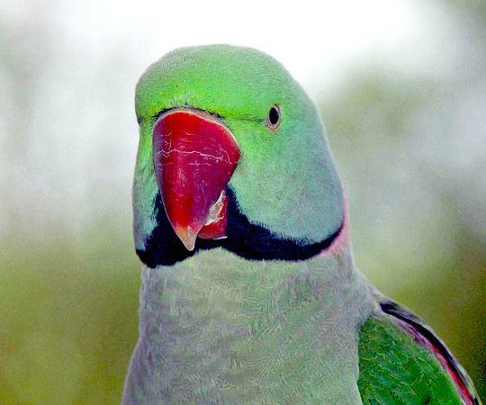 Rose ringed parakeet