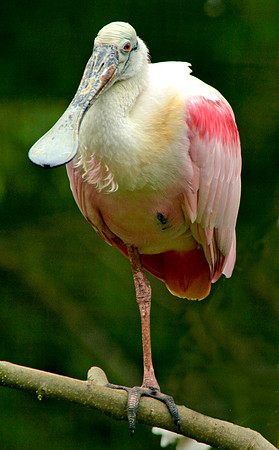 Roseate spoonbill