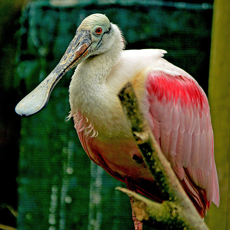 Roseate spoonbill