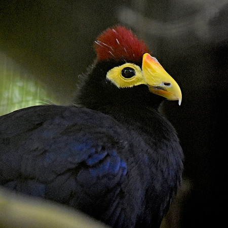 Lady Ross's turaco