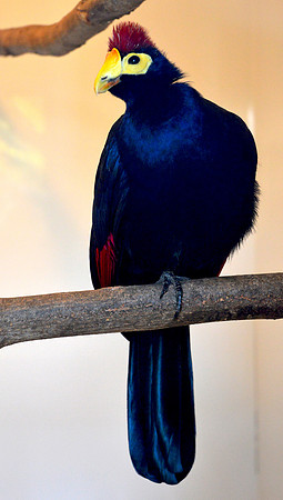 Lady Ross's turaco
