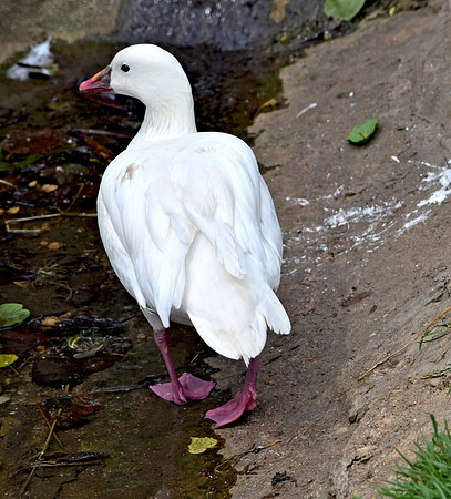 Ross's snow goose