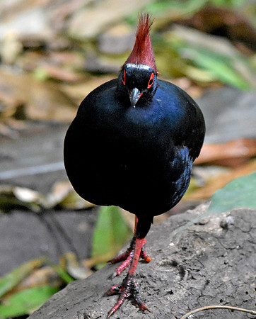Roul roul partridge