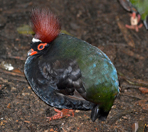 Roul roul partridge