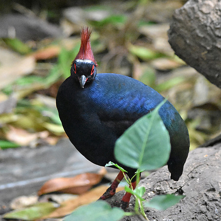 Roul roul partridge