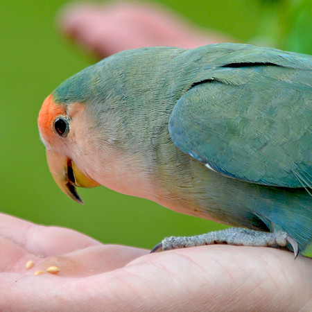 Rosy faced lovebird