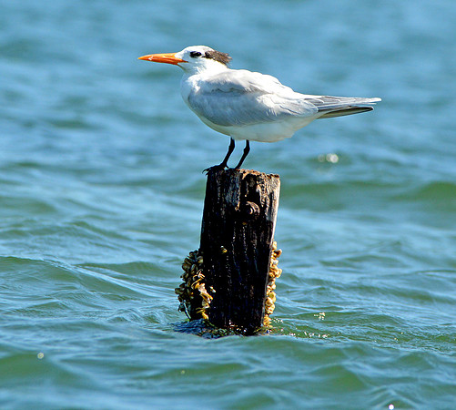 Royal tern