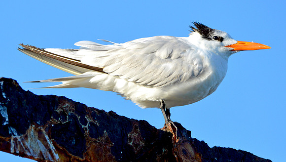 Royal tern