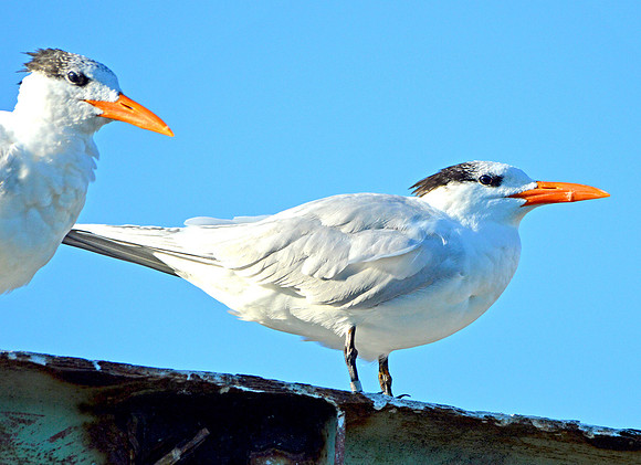 Royal tern