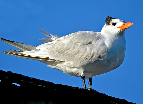 Royal tern