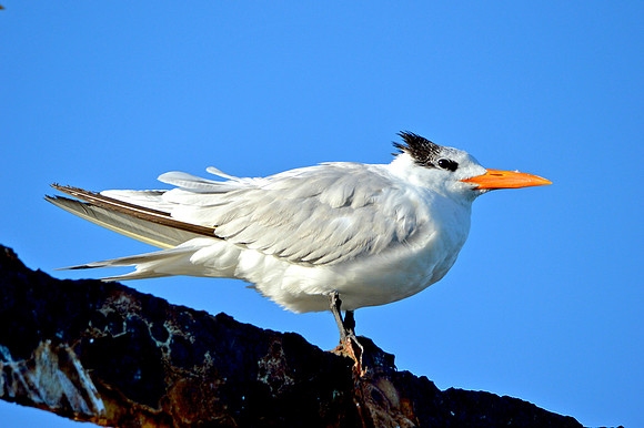 Royal tern