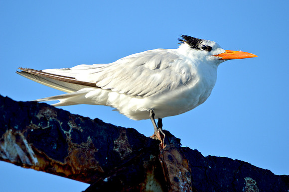 Royal tern