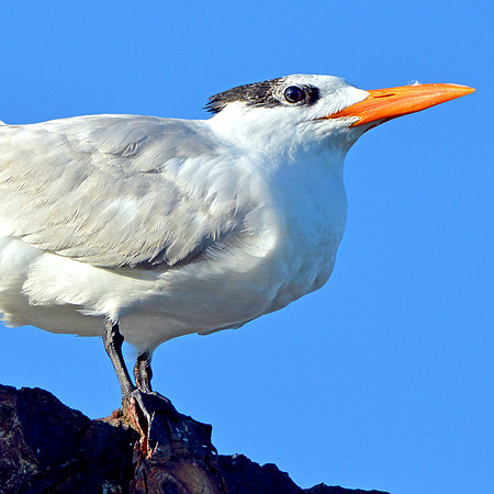 Royal tern