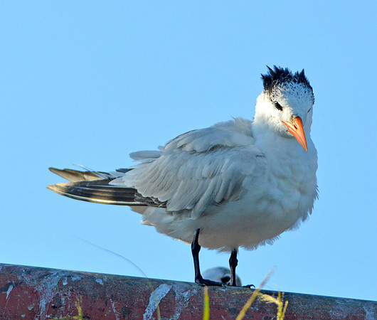 Royal tern
