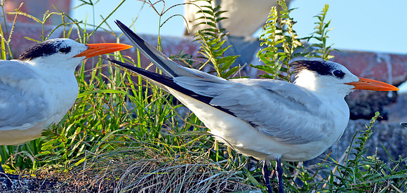 Royal tern