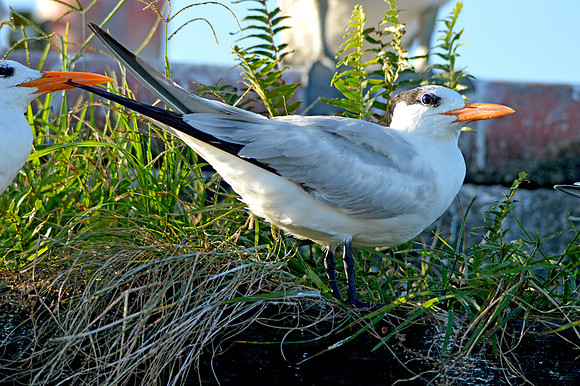 Royal tern