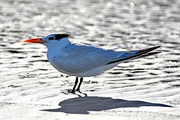 Royal tern