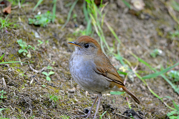 Ruddy capped nightingale thrush