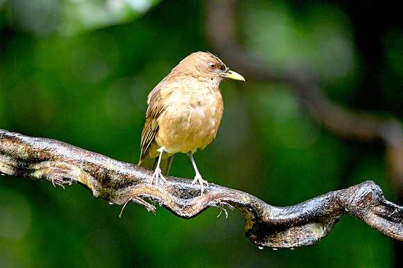 Clay coloured robin/thrush