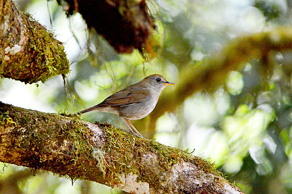 Ruddy capped nightingale thrush