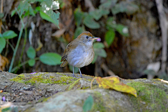 Ruddy capped nightingale thrush