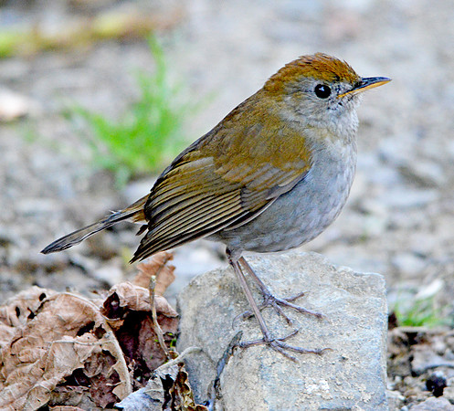 Ruddy capped nightingale thrush
