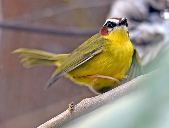 Rufous capped warbler